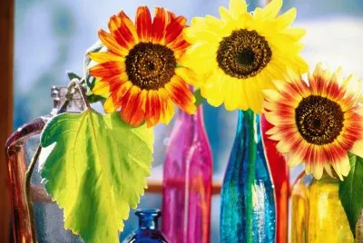 girasoles jigsaw puzzle