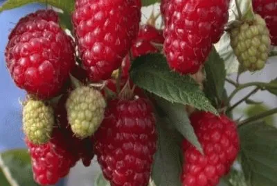 frutas