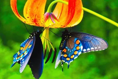 pareja de mariposas