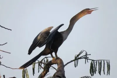 Biguatinga