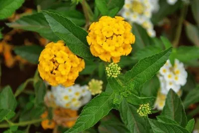 Flores Silvestres