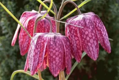 fritillaire