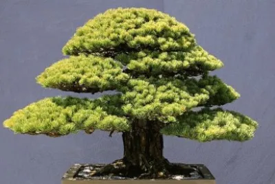 Bonsai