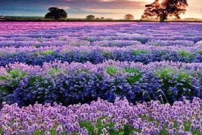 paisagem