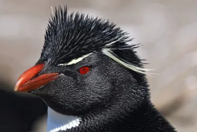 pingÃ¼ino jigsaw puzzle