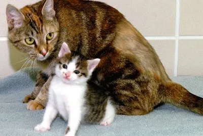 Minina y Minino
