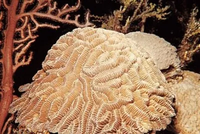corales jigsaw puzzle