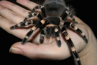 AraÃ±a