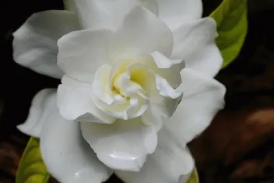 camelia