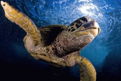 turtle