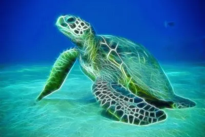 electric turtle