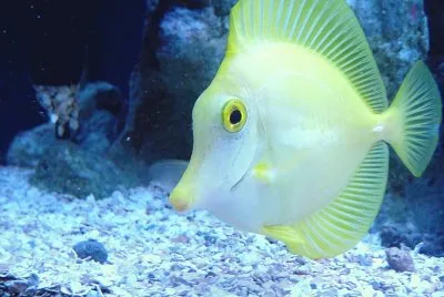 fish 2