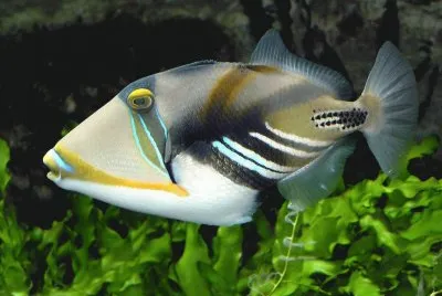 fish