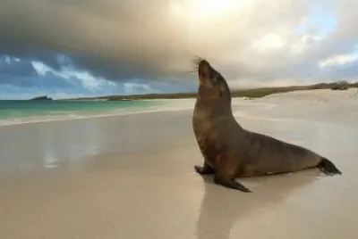 seal