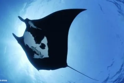 ray