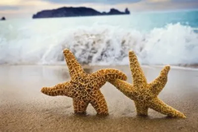 star fish lovers