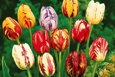 tulipes