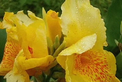 FLORES