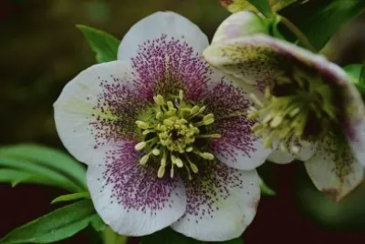 hellebore