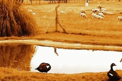 Campo
