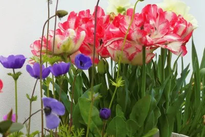 Tulips