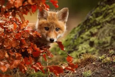 animales
