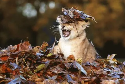 animales