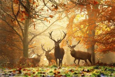 animales
