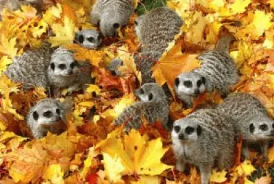 animales