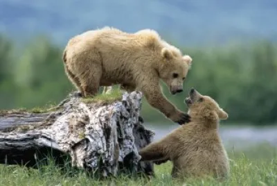 animales