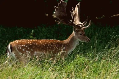 animales