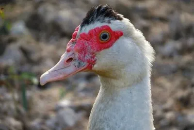 Pato DomÃ©stico
