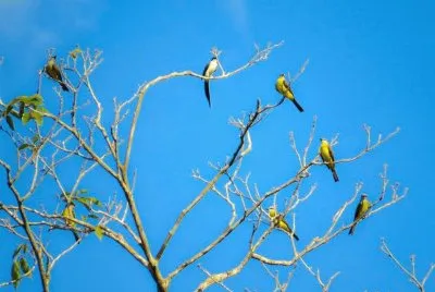 Tesourinhas