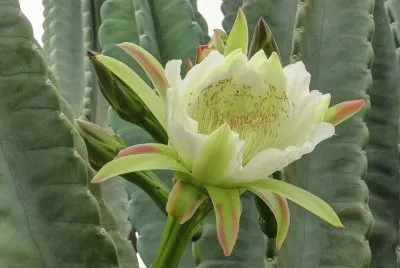 Mandacaru