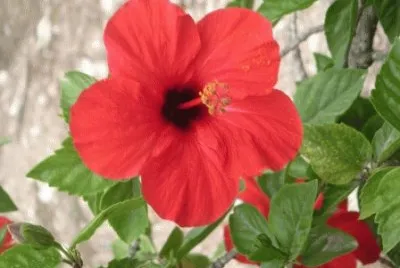 hibiscus
