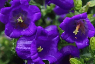 é¢¨éˆ´èŠ±