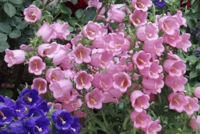 é¢¨éˆ´èŠ±