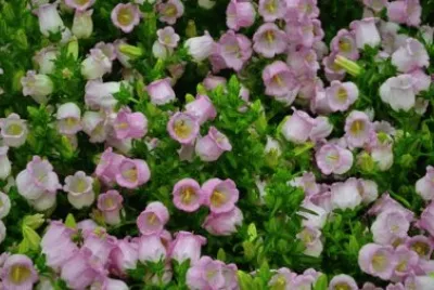 é¢¨éˆ´èŠ±