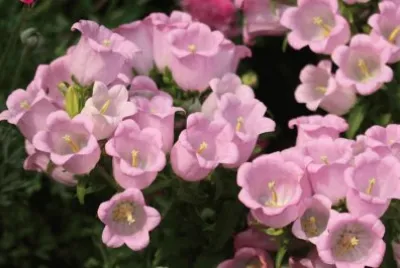 é¢¨éˆ´èŠ±