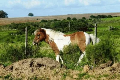 Caballo descansando