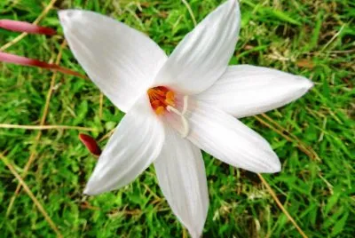 Primavera