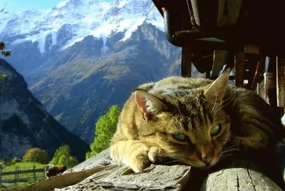 no molesten jigsaw puzzle