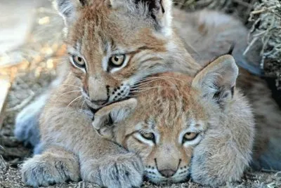 linx