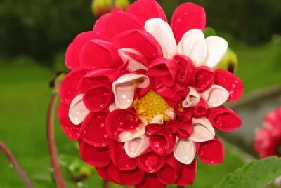 dahlia