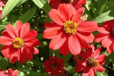 flores jigsaw puzzle