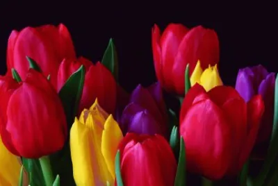 Tulipanes