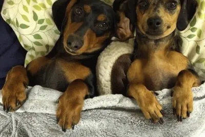 CÃ£es simpÃ¡ticos