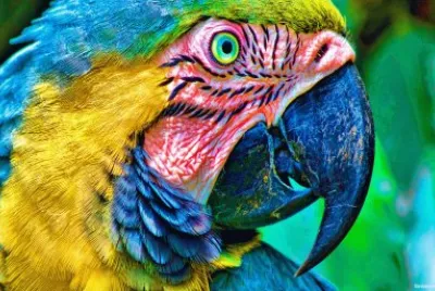pajarraco