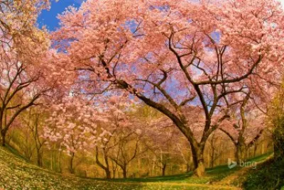 Bing image