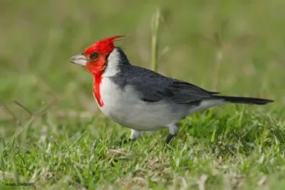 EXTRAÃ‘O CARDENAL. jigsaw puzzle